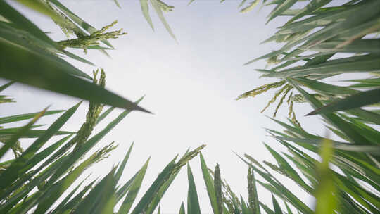 绿油油的稻田  白鸟特写 美丽乡村