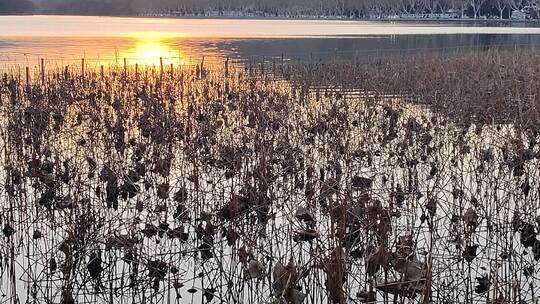 夕阳下枯萎的水生植物景观