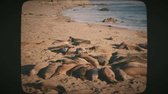 海狮躺在海滩上8mm电影风格