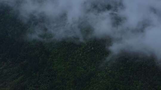 云雾原始森林大自然航拍延时