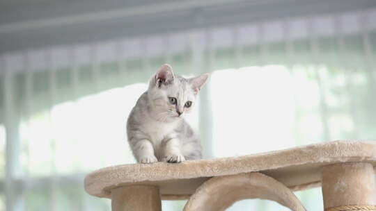 可爱的小猫在猫塔上玩耍