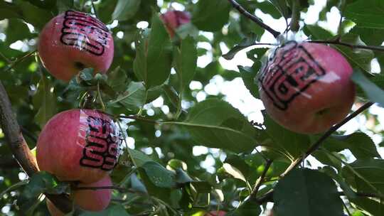 苹果 苹果树 贴字苹果 喜结良缘 夏天 阳光