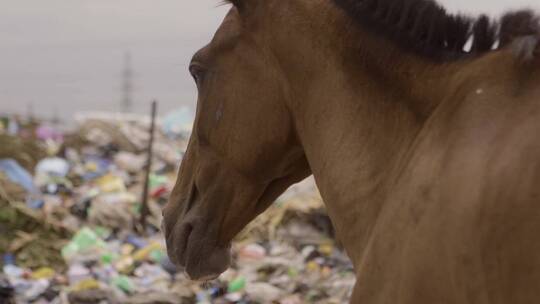 马在尼日利亚的垃圾堆视频素材模板下载