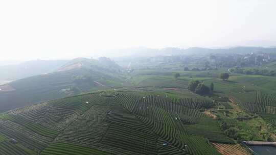 杭州龙坞茶园 茶山 茶田