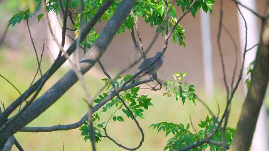 乡村苦楝树上的珠颈斑鸠野生动物飞鸟视频素材模板下载