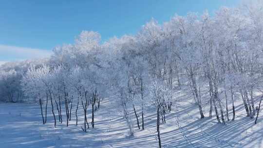 乌兰布统雾凇雪景雪林航拍