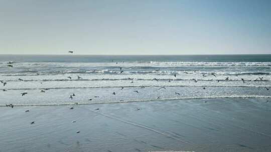壮观的海鸥群在优美的海滩上翱翔飞行