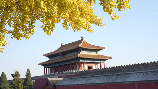 北京秋景秋色秋天大树树木黄叶