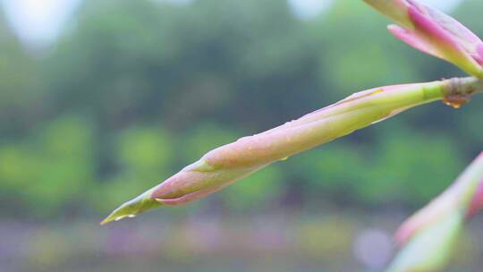 嫩绿嫩芽