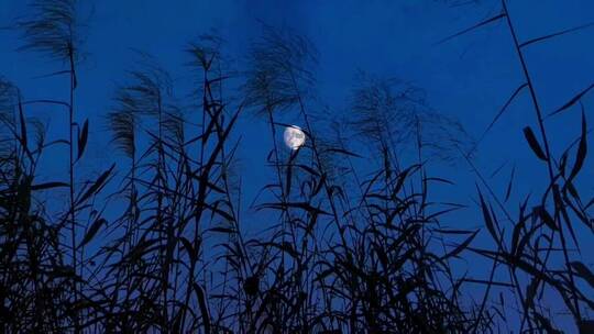 农村宁静的夜晚