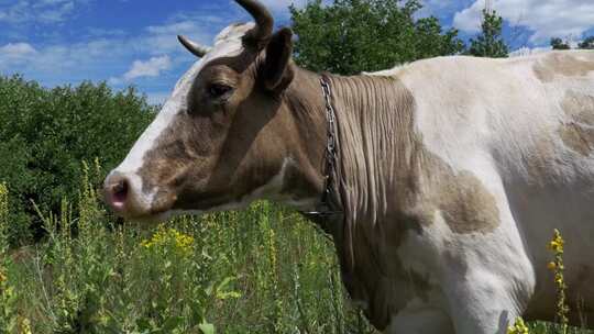 美丽的灰色和白色奶牛在草地上吃草