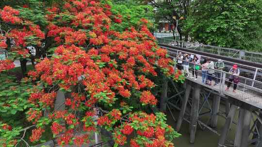 中国广东省广州市荔湾区花地河凤凰花