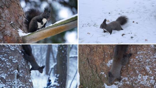 冬天松鼠高清在线视频素材下载