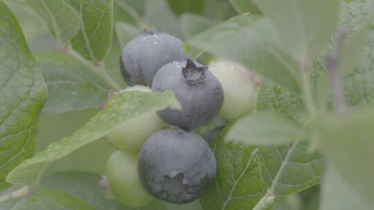 蓝莓种植LOG