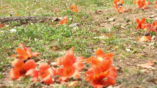 木棉花落花实拍视频素材模板下载