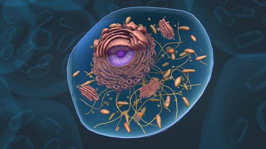 医学 人体细胞 线粒体 细胞核 细胞膜