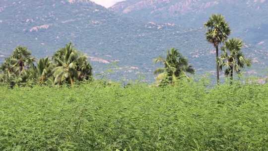 山野间绿植与棕榈树景观