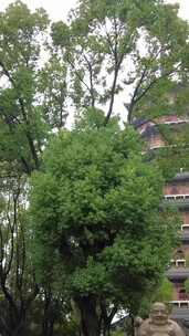 竖版航拍寺庙下雨素材苏州北寺塔实拍