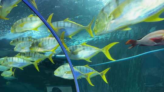 青岛海底世界水族馆海洋鱼类4k