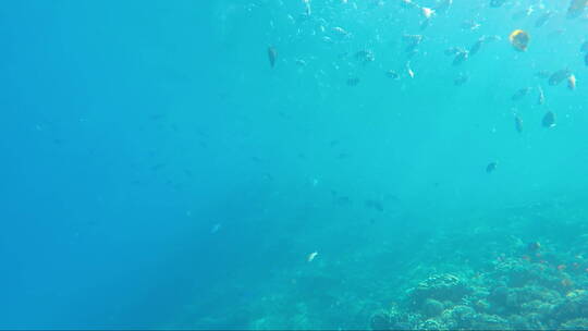 海底的鱼群和珊瑚礁视频素材模板下载