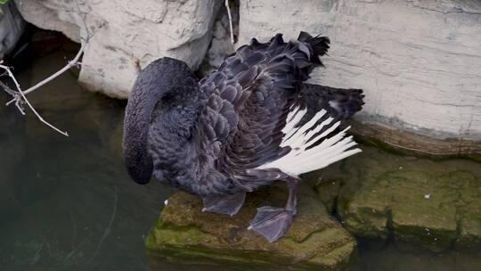 黑天鹅在水中梳理羽毛