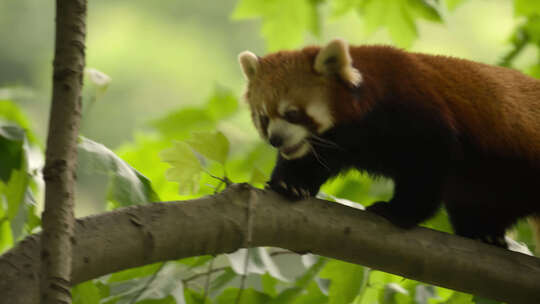 树上小熊猫小浣熊