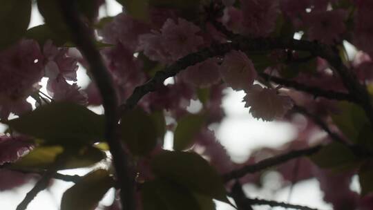 1080春天唯美樱花绽放逆光拍摄升格氛围感