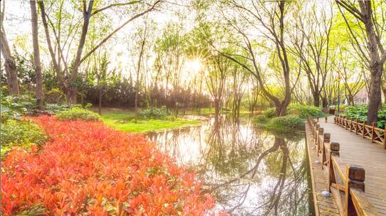 春天湿地公园日落延时