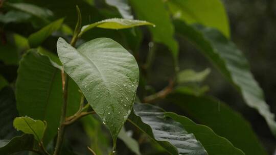 绿叶上的雨水