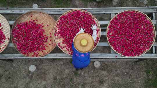 海南三亚博后村农民晾晒成玫瑰化妆品精油
