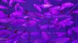 水族馆的鱼高清在线视频素材下载