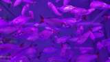 水族馆的鱼高清在线视频素材下载