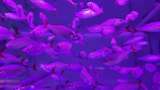 水族馆的鱼高清在线视频素材下载