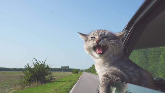 有趣的猫从车窗伸出头往外看视频素材模板下载