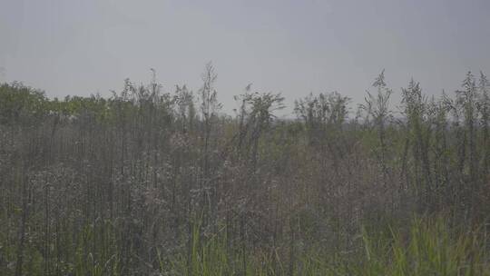 自然、荒野杂草、花花草草、静谧之地 (5)视频素材模板下载