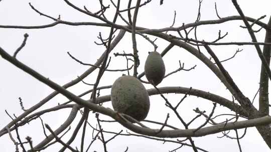 树枝上挂着的果实