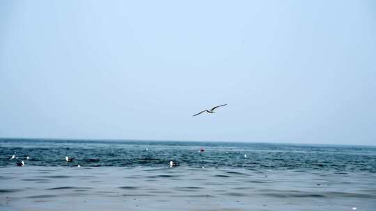 海面海浪上飞翔的海鸥