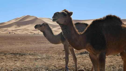 摩洛哥撒哈拉沙漠圈养的单峰骆驼视频素材模板下载
