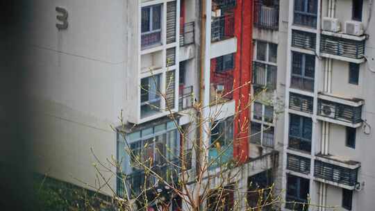 小区树枝上的鸟下雨雨中的鸟2557