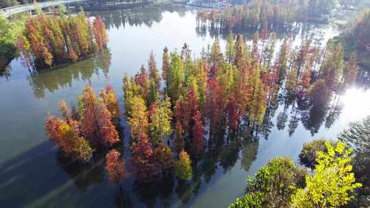 成都白鹭湾湿地公园秋季水杉红叶野鸭航拍