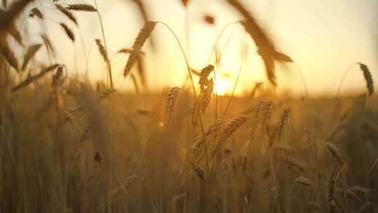 阳光照耀下的金色的小麦成熟视频素材模板下载