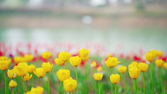 春天公园花园郁金香花海4k素材