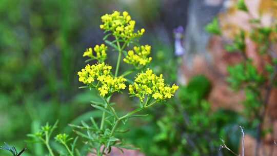 夏季雨后山间野花昆虫采蜜