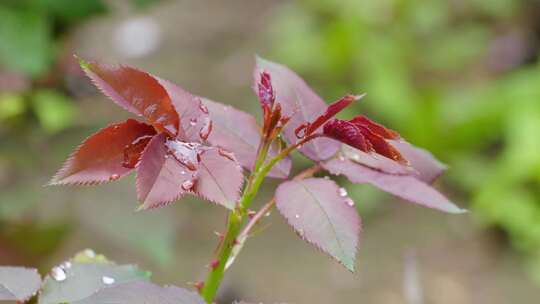 故宫雨天空镜合集视频素材模板下载