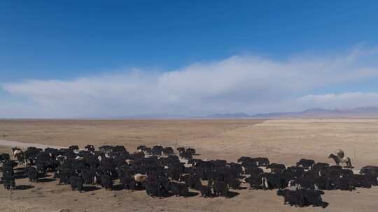 航拍若尔盖草原牧场放牧牦牛羊群牛群合集