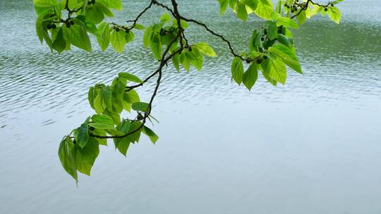 湖边河边池塘边的树枝树叶视频素材模板下载