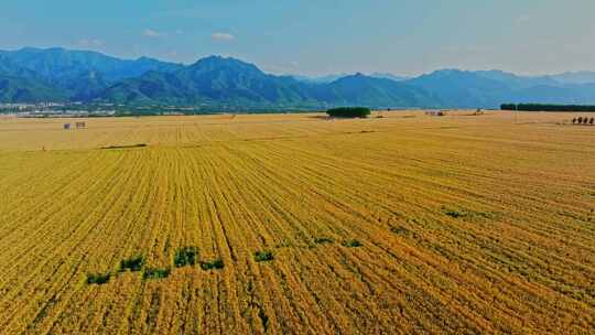 关中平原金色麦田 小麦