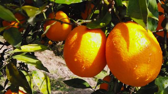 新鲜橙子组合