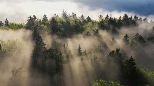 早晨云雾缭绕的森林