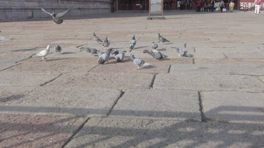 北京故宫午门前鸽子吃食绕飞视频素材模板下载